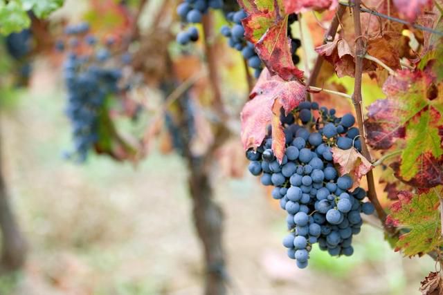 AZIENDA VINICOLA VILLA DI CORLO