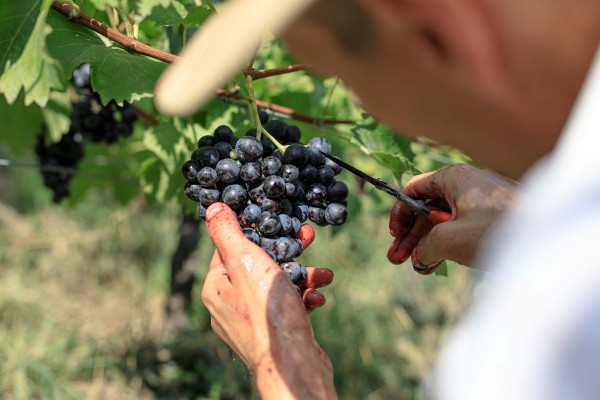 Weinernte in Südtirol
