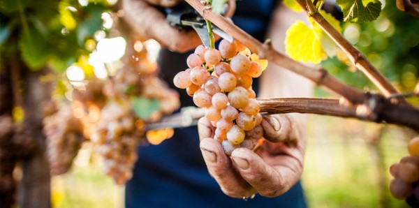 Südtirol immer mehr Weißweinland
