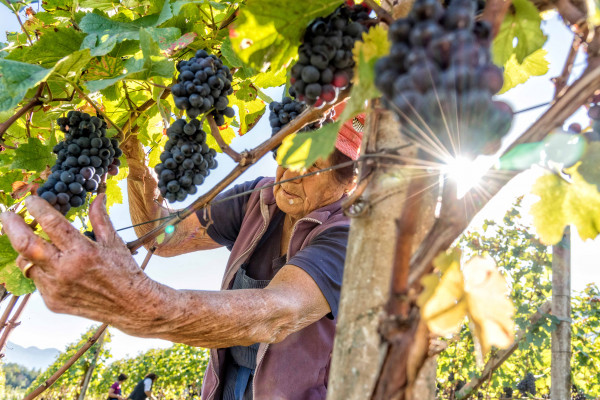 Weinjahr 2019 in Südtirol: Hartes Jahr, großes Potential 