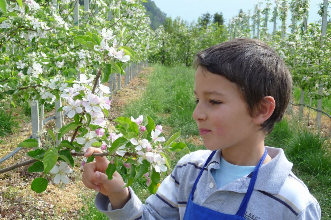 Compra Succo di Mela non filtrato Weissenhof 0.5l I Pur Südtirol®