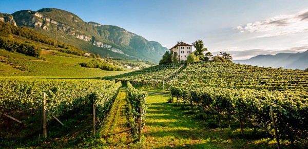 Pflanze. Kultur. Viele Wahrheiten