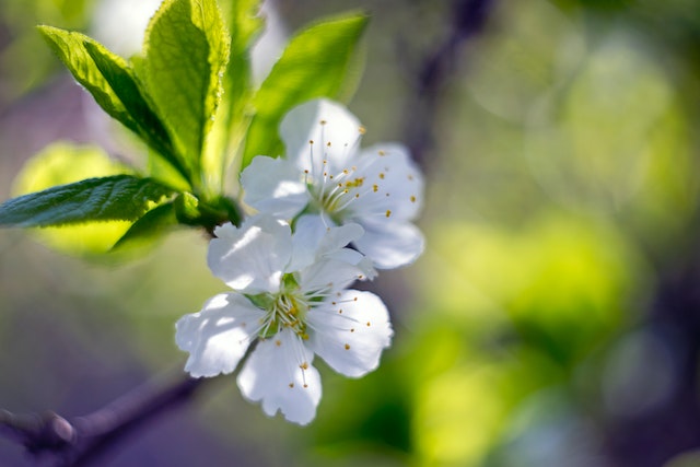 Apfelblüte