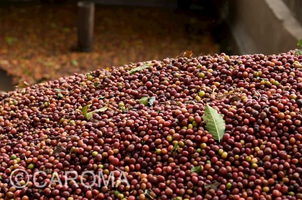Auf die beste Bohne kommt es an 