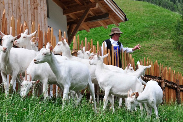 Die bunten Ziegen am Wegesrand