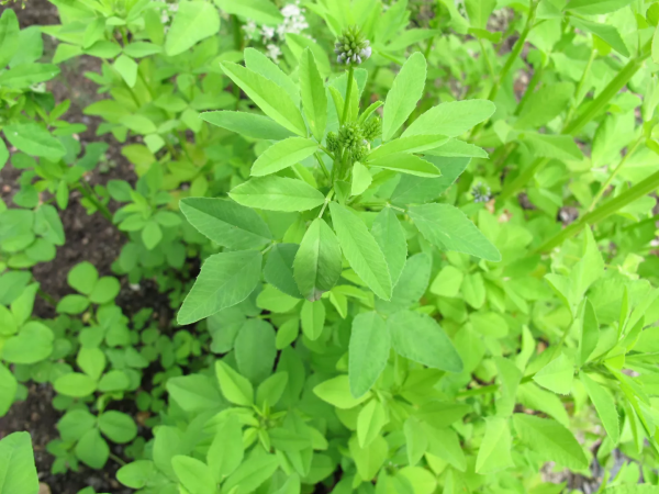 Tutto quello che c’è da sapere sulla trigonella