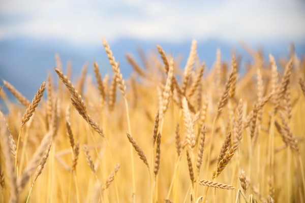 Aufschwung des Dinkels in Südtirol