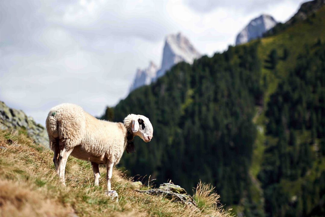 https://www.pursuedtirol.com/it/su-di-noi/magazine/blog/la-pecora-con-gli-occhiali