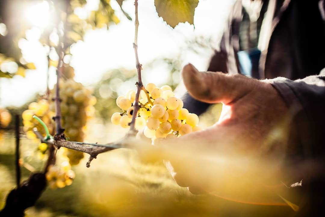 Kiemberger - Kofler Norbert