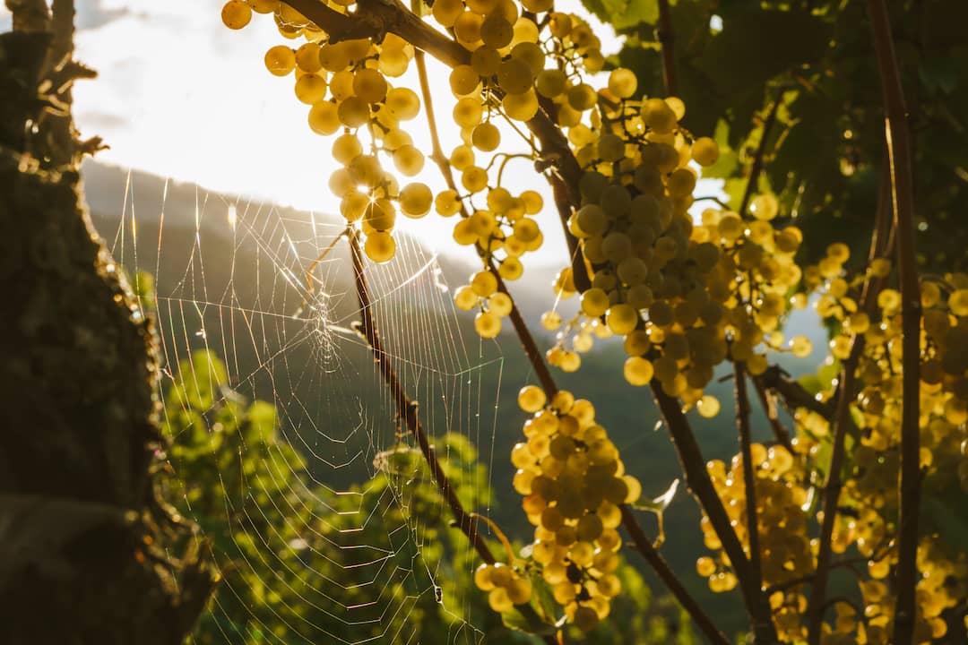 Kiemberger - Kofler Norbert