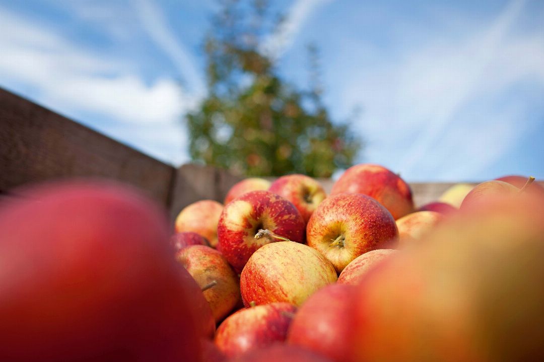 Kohl Bergapfelsäfte