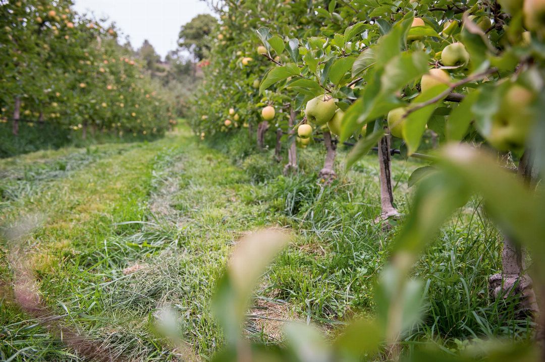 Kohl Bergapfelsäfte