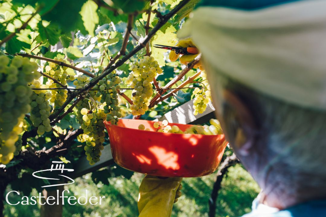Weingut Castelfeder 