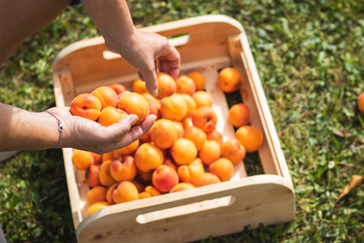 https://www.pursuedtirol.com/it/su-di-noi/magazine/blog/albicocca-la-dolce-delizia-dell-estate
