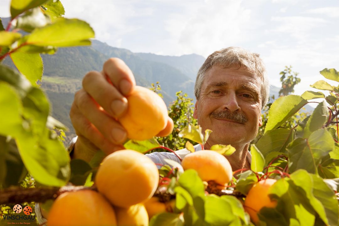 https://www.pursuedtirol.com/de/ueber-uns/genussmagazin/blog/vinschger-marillen-das-gold-waechst-auf-den-baeumen