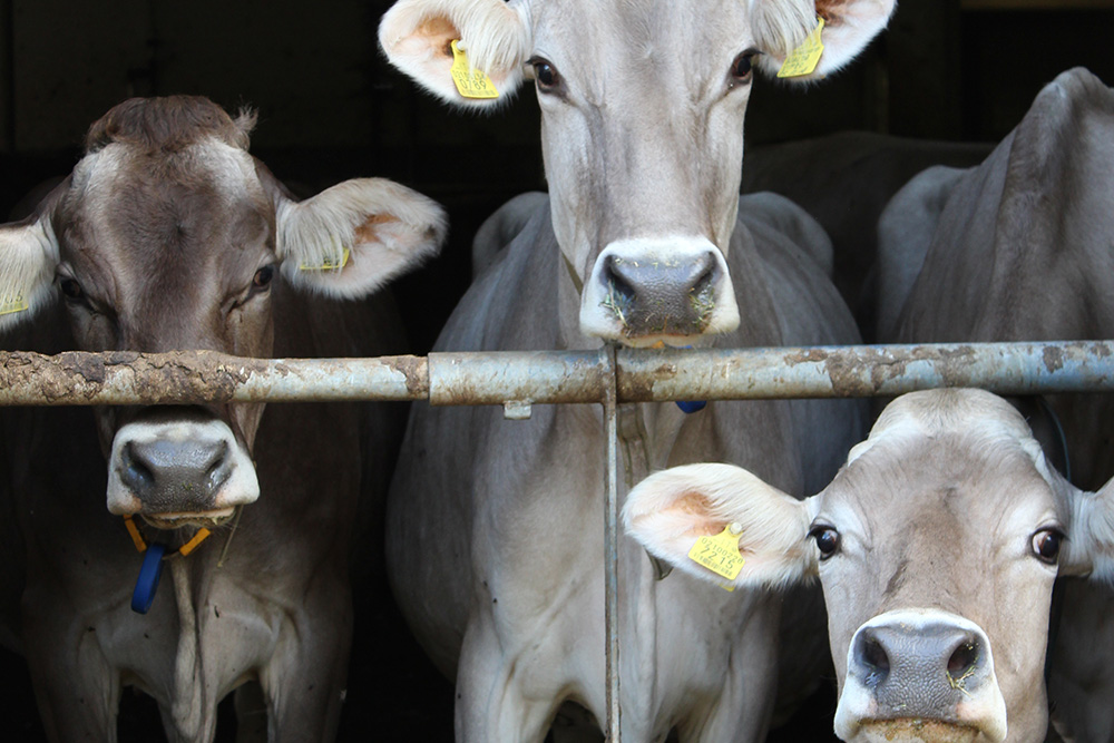 Hofkäserei Moar in Margen