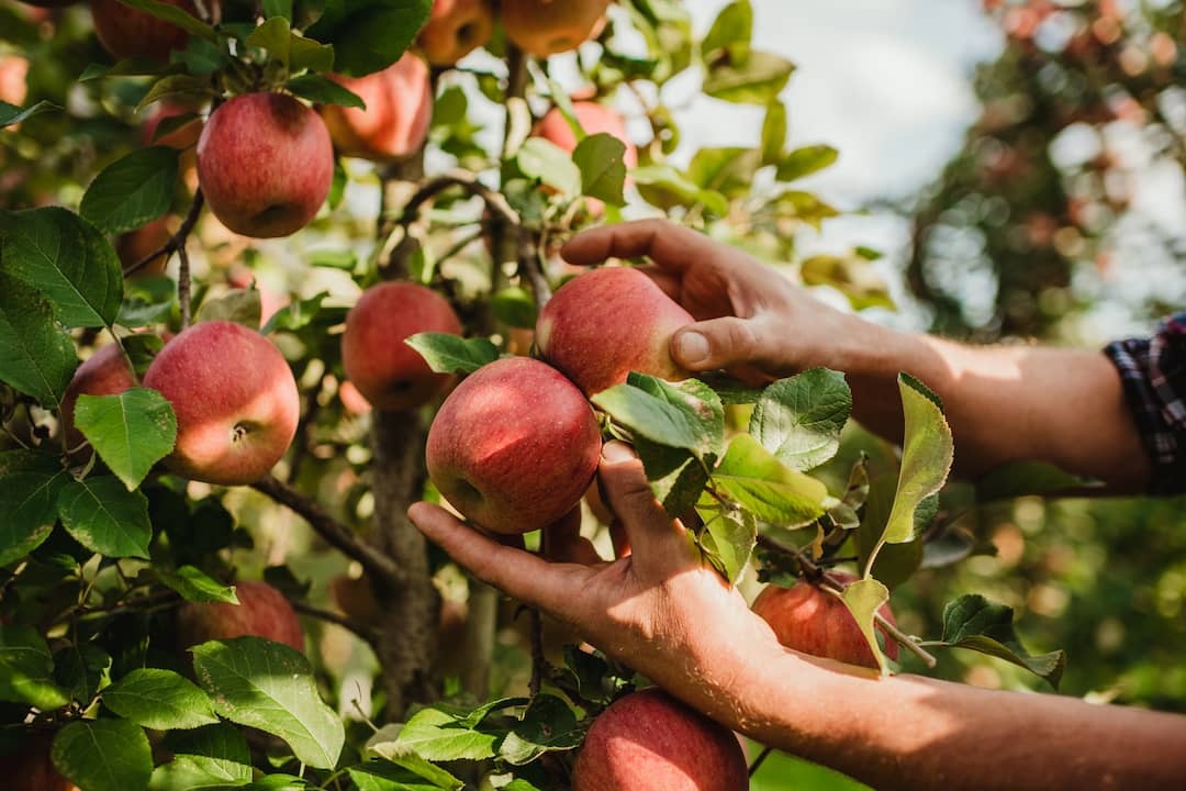 Bio Äpfel aus dem Vinschgau - VI.P 