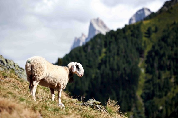 Das Schaf mit der Brille