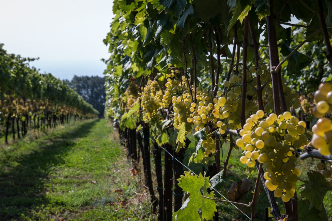 Dal Cero F.Lli Societa' Agricola