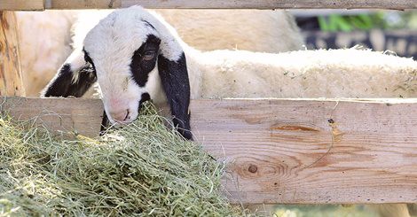 Carne e pesce senza più pensieri 