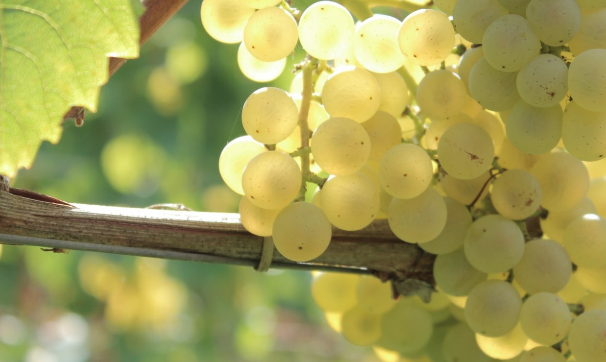 Weingut Schloss Englar