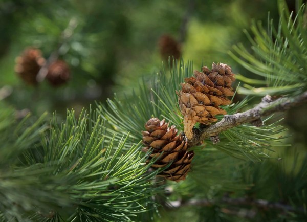 Zauberholz Zirbe: Was steckt dahinter? 