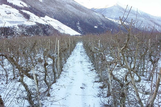 Apfel Winter