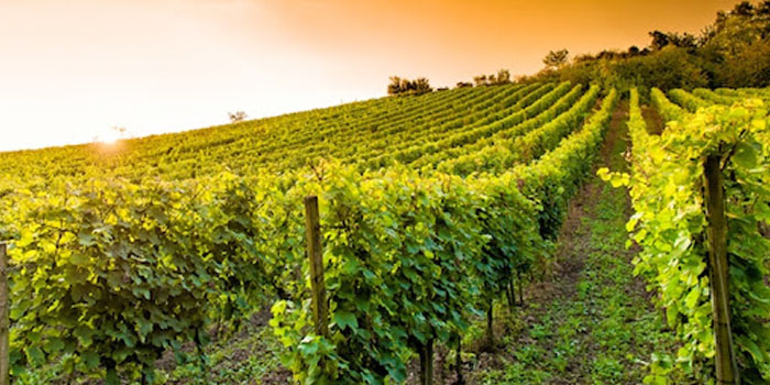 CAVALIERE DEL GARDA SRL