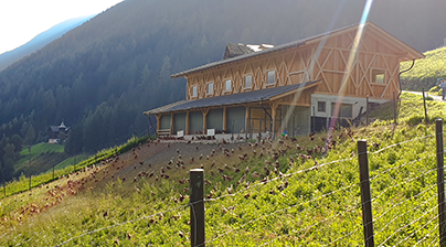 https://www.pursuedtirol.com/it/su-di-noi/magazine/blog/gallina-felice-fa-buon-uovo-benvenuto-al-maso-egghof