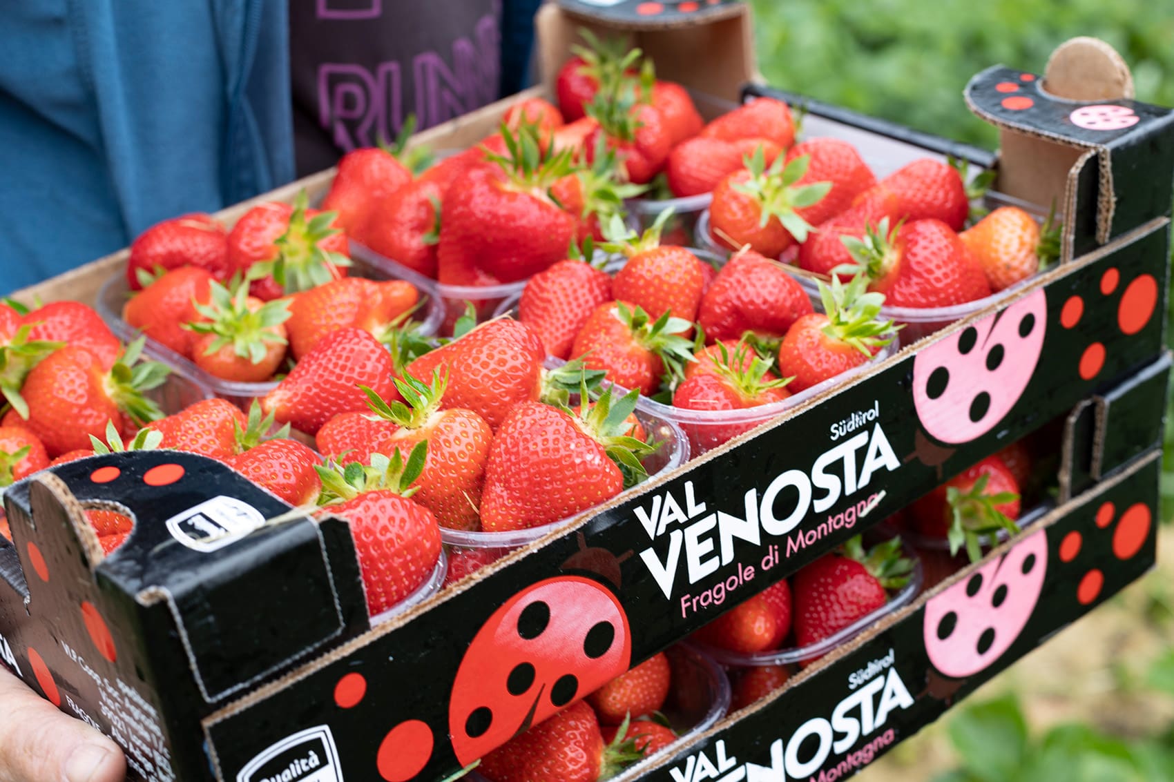 https://www.pursuedtirol.com/it/su-di-noi/magazine/blog/fragole-della-val-martello-le-migliori-dell-alto-adige