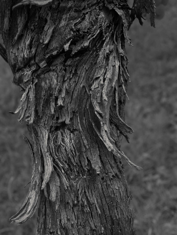 CAVALIERE DEL GARDA SRL