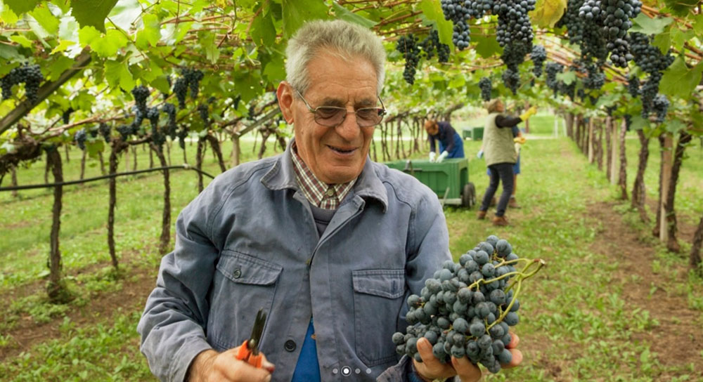 Weingut Ignaz Niedrist